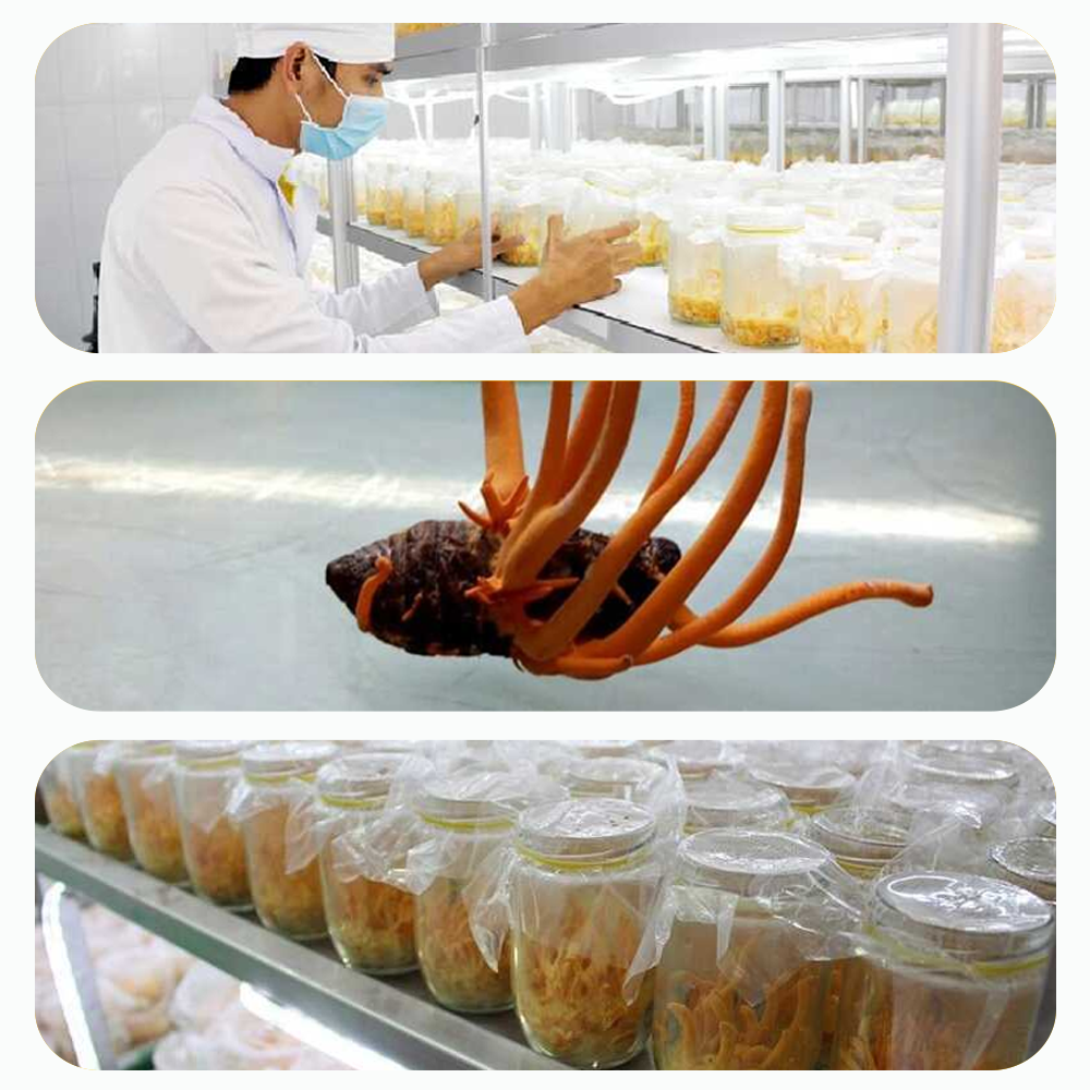 Đông trùng hạ thảo Toro sấy thăng hoa tăng cường sinh lý nam nữ Đông trùng hạ thảo Toro sấy thăng hoa tăng cường sinh lý nam nữ