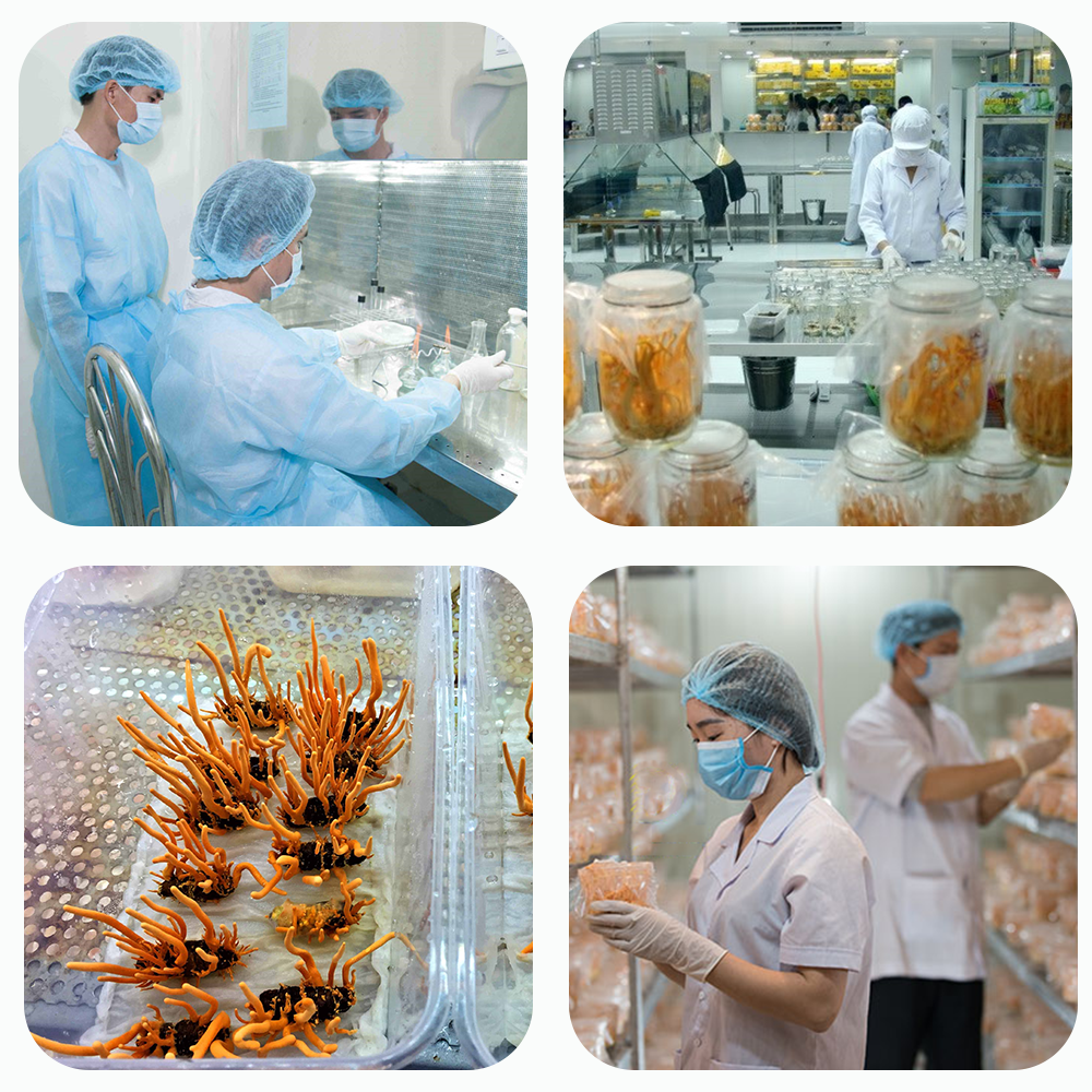 Đông trùng hạ thảo Toro sấy thăng hoa tăng cường sinh lý nam nữ Đông trùng hạ thảo Toro sấy thăng hoa tăng cường sinh lý nam nữ